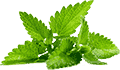 自动攻击网站工具下载